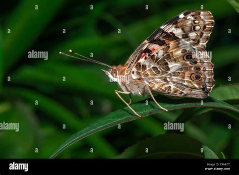 Common Buckeye (Junonia coenia) butterfly Stock Photo - Alamy