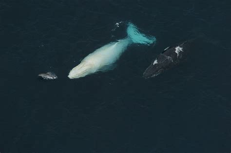 Migaloo, The All-White Humpback Whale