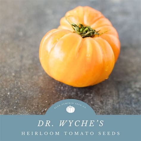 Dr Wyche S Yellow Tomato Seeds Heirloom Variety With A Sweet Twist