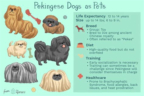 Pekingese (Peke): Dog Breed Characteristics & Care