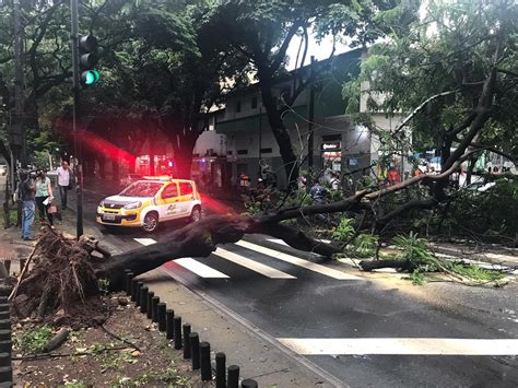 Saiba Como Solicitar Avaliação Poda E Corte De árvores Em Bh Minas