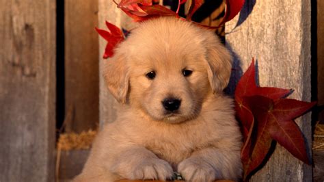 🔥 50 Cute Golden Retriever Puppies Wallpapers Wallpapersafari