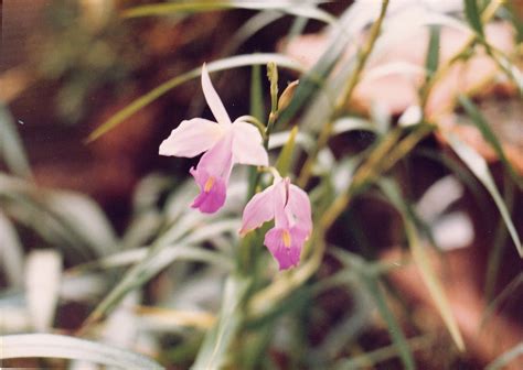 bagchiblog: Orchids of Meghalaya