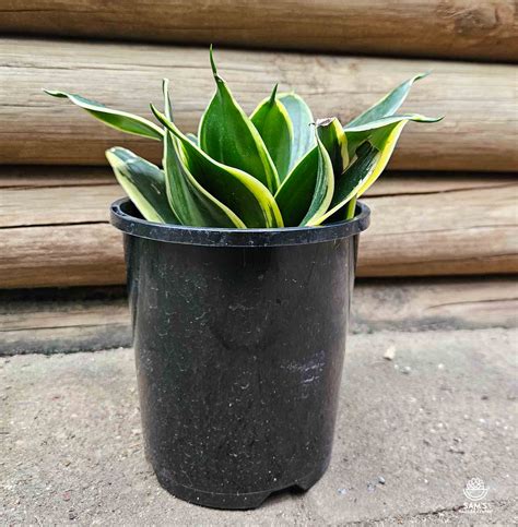 Sansevieria Lotus Hahnii | Succulents Online