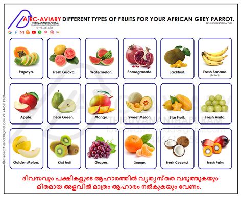 African Grey Diet Sheet