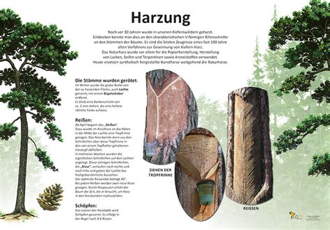 Harzung Kologie Lehrtafeln Natur Im Bild Lehrtafeln F R Natur