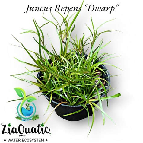 Jual Juncus Repens Dwarp Tanaman Hias Paludarium Terrarium Vivarium