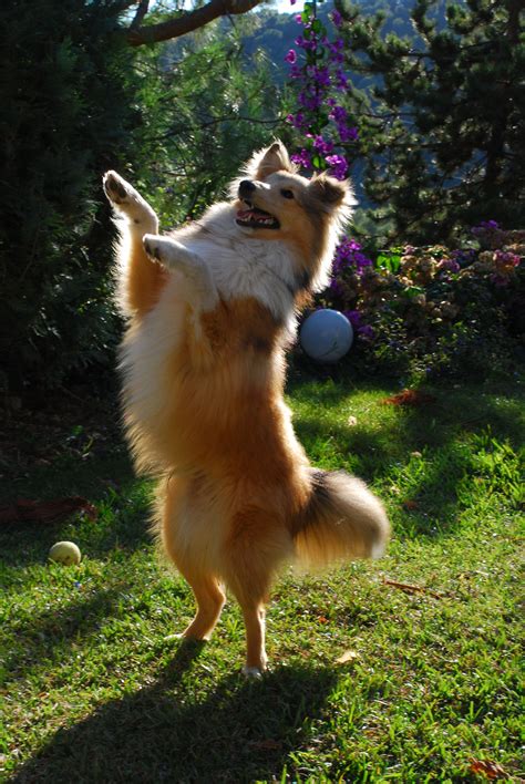 Gréco, shetland sheepdog. Berger des shetland Forever in my heart | Perro collie, Pastor de las