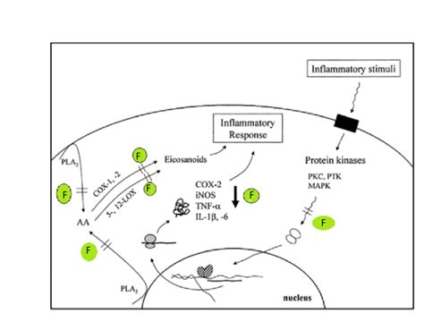 4 The Mechanism Of Anti Inflammatory Effect Of Flavonoids Adapted From