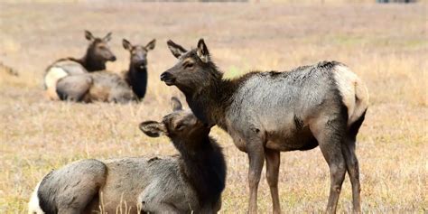 9 Interesting Animals In Rocky Mountain National Park