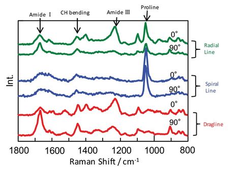 Microscopic Analysis Of The Orientation And Secondary Structure Of