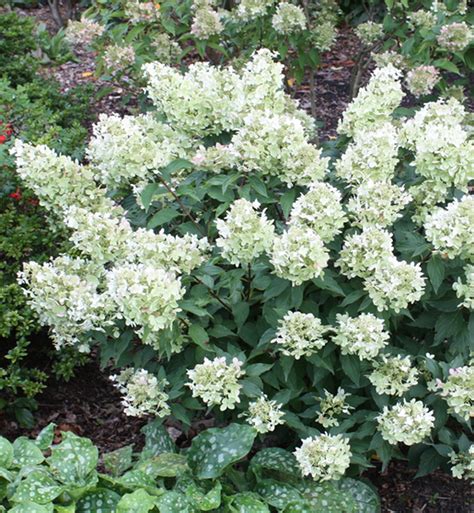 White Caps™ Hydrangea from Garden Debut