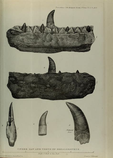 Megalosaurus Fossil