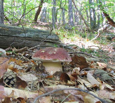 Царский гриб (королевский, роскошный, пышный) - WayDom.ru