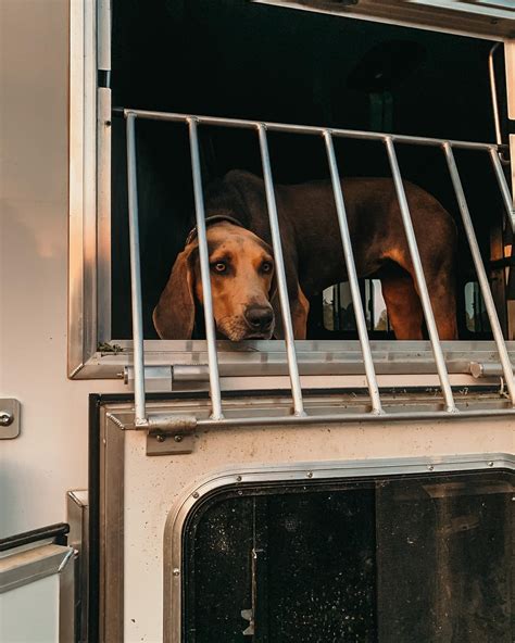6/2 Performance Horses | When you won’t stop chasing cats and elk, you