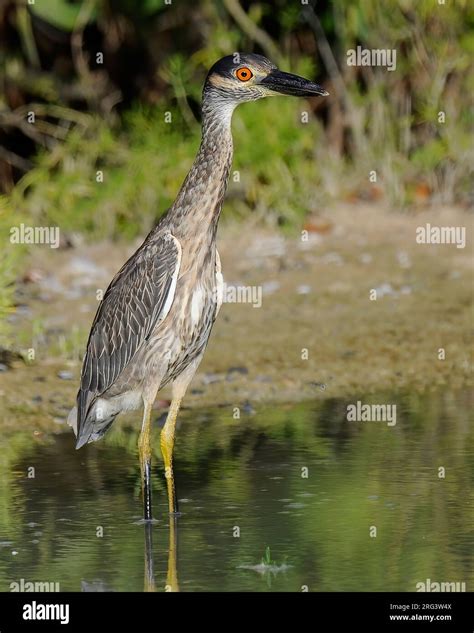 Yellow Crowned Night Heron Nyctanassa Violacea Immature Bird