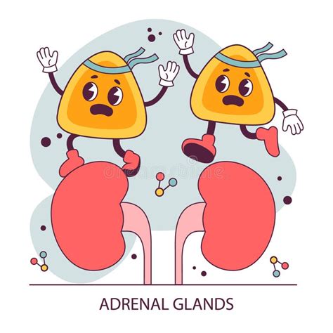 Adrenal Gland Human Endocrine Gland Structure The Adrenal Stock