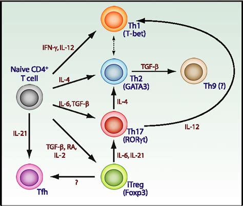 T Cell Differentiation