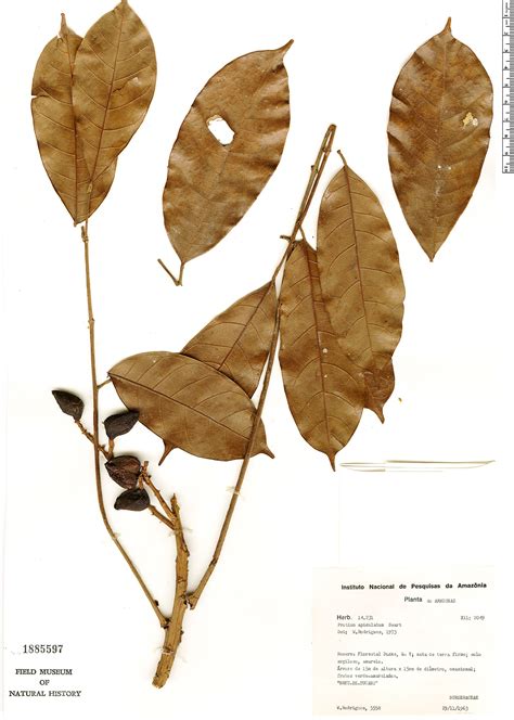 Protium Apiculatum Rapid Reference The Field Museum