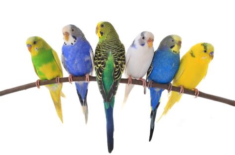 Budgerigar Parakeet Information and Pictures - PetGuide | PetGuide