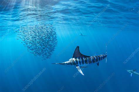 Striped Marlin Hunting Sardine In Bait Ball Stock Image C0496030