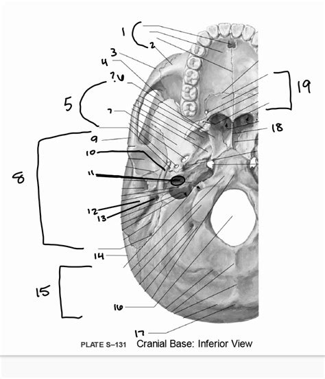 Cranial Base Inferior View Diagram Quizlet