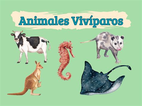 Quais São Os Animais Vivíparos - Animais Viviparos TetraPrima Discus Alimentação Em Granulado Para