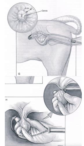 TV4001 4002 Equine Reproductive And Urogenital Flashcards Quizlet