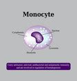 The Anatomical Structure Monocytes Blood Cells Vector Image