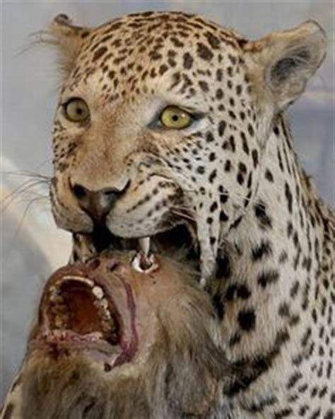 1000+ images about creepy taxidermy on Pinterest | Taxidermy, Ugly animals and Gone wrong