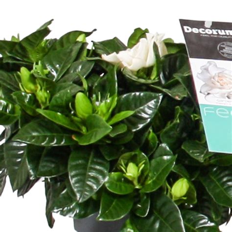 Buy house plants now Cape Jasmine Gardenia jasminoides White | Bakker.com