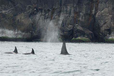 Reports On Killer Whales And Their Prey In Iceland Globalgiving