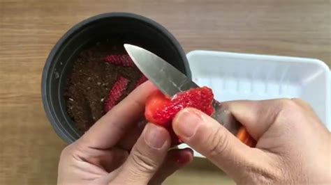 Ternyata Mudah Cara Menanam Strawberry Dari Biji Buah Strawberry Youtube