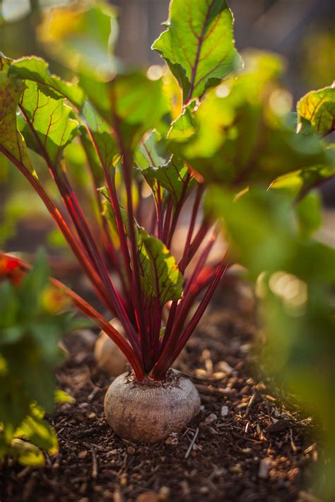 10 Best Garlic Companion Plants to Grow Together