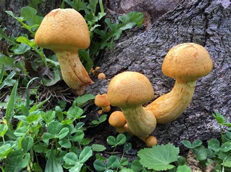 Mustard Yellow Toadstool Mushrooms Grows On A Tree Log Stock Image