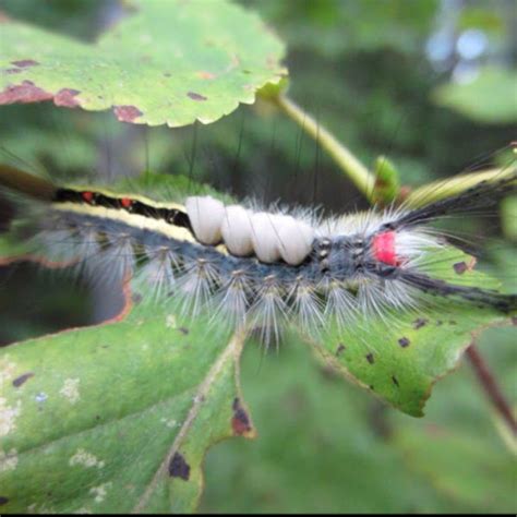 White Marked Tussock Moth Caterpillar Project Noah