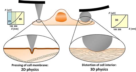 Frontiers Mechanical Measurements Of Cells Using AFM 3D Or 2D Physics