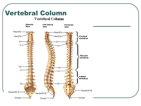 Ppt Vertebral Column Powerpoint Presentation Free Download Id 1284846