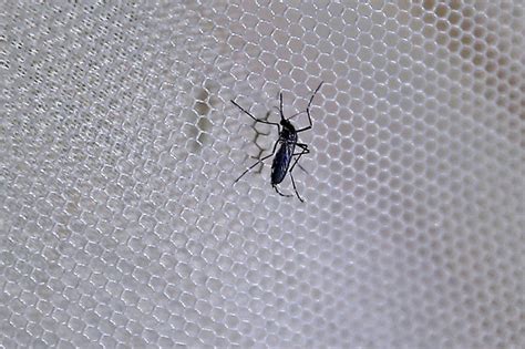 Western Visayas May Higit 600 Kaso Ng Dengue Sa Loob Ng 1 Linggo ABS