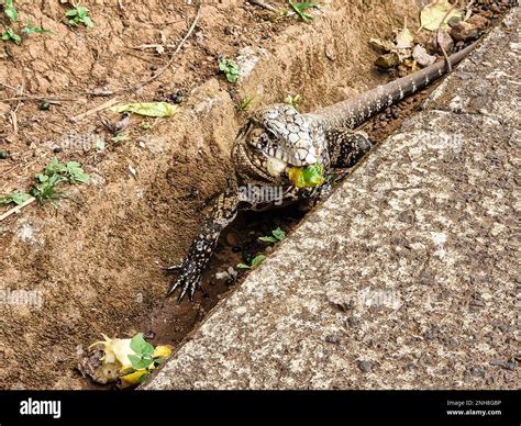 Argentine Black And White Tegu Salvator Merianae Eating Fruits At The