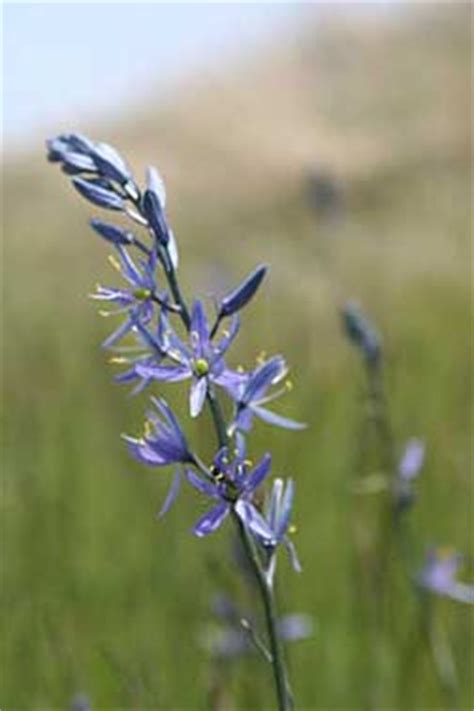 Eastern Washington wildflowers