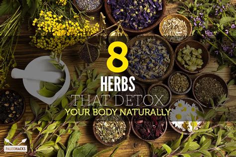 8 Herbs That Detox Your Body Naturally