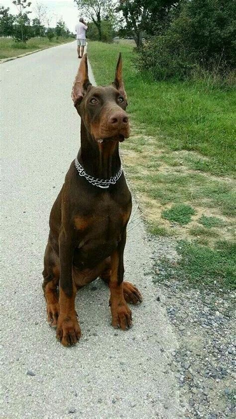 Doberman Chocolate | Doberman pinscher dog, Red doberman pinscher ...