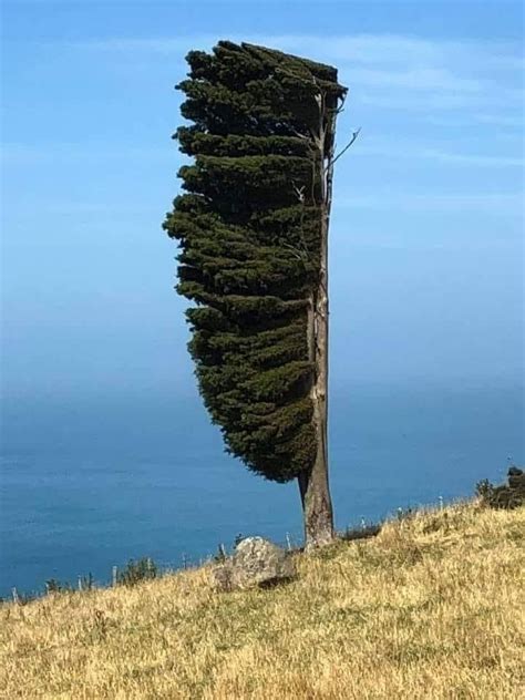 A Tall Tree On Top Of A Hill Near The Ocean