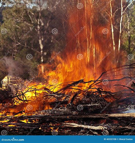 Roaring Hot Fire In Australian Bush Stock Photo Image Of Sooty Eucalyptus