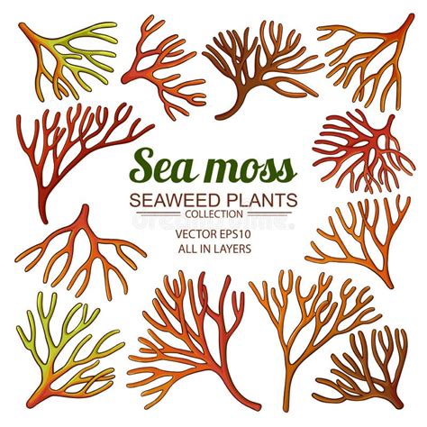 Sea Moss Set Stock Vector Illustration Of Natural Aquarium 195050650