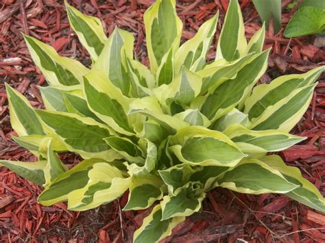 Хоста Yellow Polka Dot Bikini Хосты Каталог растений Сад для Вас