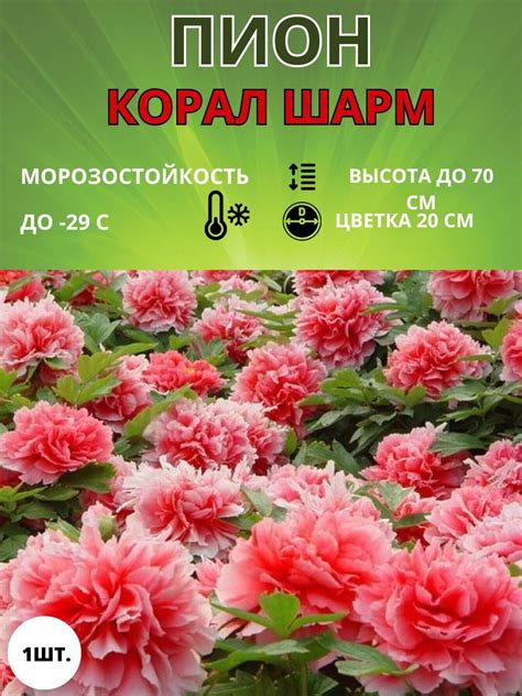 Пион Корал Шарм купить на OZON по низкой цене