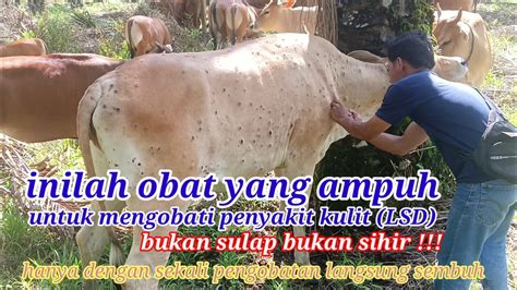 Cara Mengobati Penyakit Kulit Pada Sapi Obat Ampuh Untuk Mengatasi