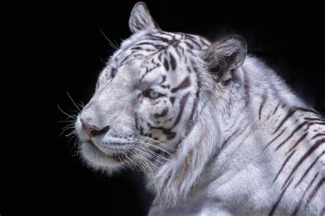 Fondos De Pantalla Monocromo Tigre Simetr A Gatos Grandes Malla